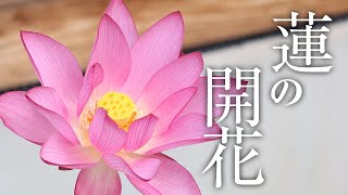 蓮の花が咲きました