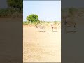 See how donkeys live life in the Thar desert!