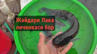 Лакка балик личенкаси бор +998