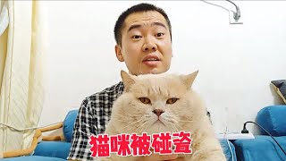 抱着猫咪出去溜达，却不料被老太太碰瓷，气的我当场发飙！