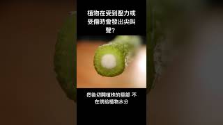 冷知識-植物在受到壓力或受傷時會發出尖叫聲？#shorts