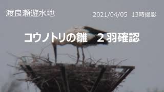 コウノトリ雛２羽確認