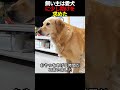 飼い主は愛犬に少し助けを求めた