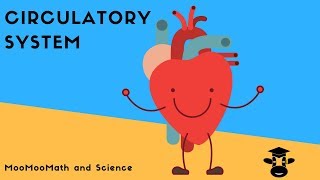 How blood flows through the body-The Circulatory System