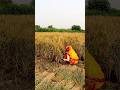 Manual Paddy Harvesting #shorts