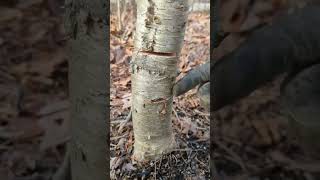 snap cut demonstration