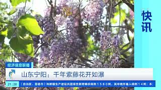 [经济信息联播]快讯 山东宁阳：千年紫藤花开如瀑|CCTV财经