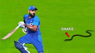Top 5 Animal Attack in Cricket Ground || Snake attack in Cricket Ground Ind vs SA Match