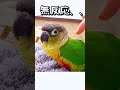 【検証】ウロコインコをタップするとカエルになるらしい！！🐸 ウロコインコ インコ 小鳥 癒し 面白い かわいい おすすめ ペット parrot parakeet