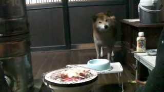 柴犬ジロー　焼き鳥で一杯　Shiba Inu