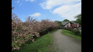 ネーブルパーク（古河市）～満開の八重桜の並木と青空の光景　4月中旬Ｐａｒｔ４