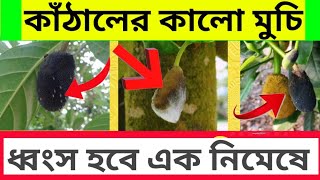 কাঁঠালের মুকুলের পরিচর্যা।কাঁঠালের কালো মুচি ও মুকুল পচা রোগের দমন পদ্ধতি ও ছত্রাক নাশকের ব্যবহার।