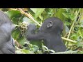 iriki媽 ringo 咬 核桃殼 野薑花 20211019 15 09 金剛猩猩 taipei zoo gorilla