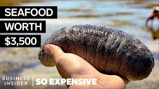 Why Sea Cucumbers Are So Expensive | So Expensive