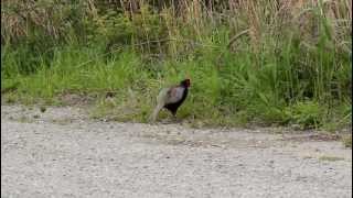 雉も鳴かずば撃たれまい - The pheasant would not be shot but for its cries. -