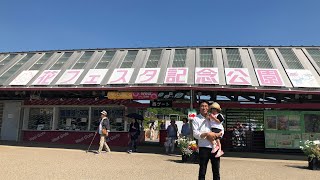 【世界最大級のバラ園】ぎふワールド・ローズガーデン(花フェスタ記念公園)行って来た！　(2019年動画)