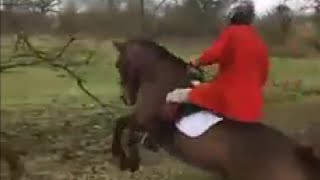 Superb horses jumping