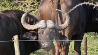 Man Charged by Cape Buffalo, Lived to Tell!