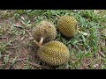 Durian 1 Pokok 2 Jenis Kaki Ganda