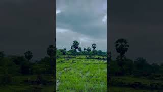 निशब्द                                 #nature  #maharashtra #travel #shortvideo #viral #farmer