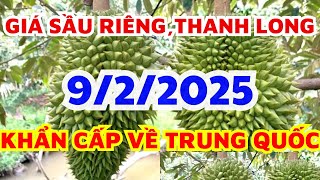 Giá sầu riêng hôm nay 9/2/2025 -Thị trường sầu riêng/Giá sầu riêng