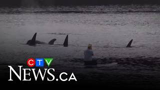 Paddleboarder in B.C. hit with hefty fine for approaching orca pod