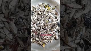 আজকে পুকুর থেকে তোলল মাছ গুলো ❤️❤️ #subscribe #shortsviral #fish