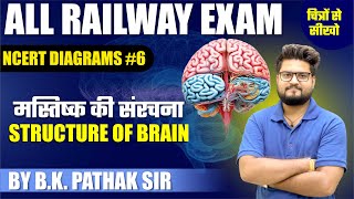 STRUCTURE OF BRAIN (मस्तिष्क की संरचना) NCERT Diagrams For RRB Railway Exam By BK Pathak Sir