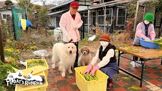 【後編】野沢菜漬けを監督したルンルンとアランとベルです　Great Pyrenees　グレートピレニーズ