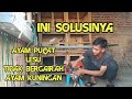 AYAM LESU PUCAT TIDAK BERGAIRAH INI SOLUSI NYA,