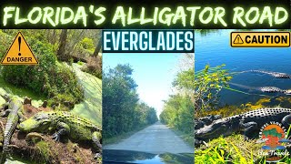 Most Alligator Infested Road In Florida | Alligator Alley | Florida Everglades | Florida Alligators