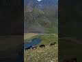 Ак Көл Көк Көл көлдөрү.Үйрмарал капчыгайы.Талас облусу🇰🇬 travel beautiful horse