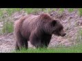 healthy grizzly family crosses our path