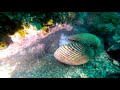 海底のゴミ拾ってたらタコ共食い現場に遭遇する！？fun garbage pickup on the seabed