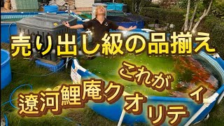 【遼河鯉庵】 1年ぶりに施設＆錦鯉紹介！鯉を買うなら遼河鯉庵へ！！いつでもお越し下さい。