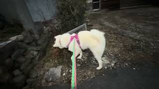 【今日のシロちゃん】我が家の秋田犬シロ(悠真)Akita 🐕２０２５年２月20日夜散歩