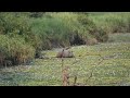 Kaziranga national park in Assam ॥ D VLOG YouTube channel to Subscribe