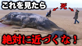 死んだクジラに絶対に近づいてはいけない理由…