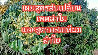 เปลี่ยนเพศลำใย#สูตรผสมเทียมลำใย#ลำใยติดผลดก#123