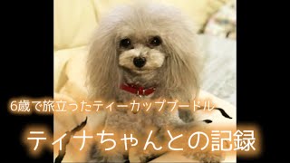 突然のお別れ ティーカッププードルティナちゃんとの記録 【5ワンズティナちゃんとどりらぶかむの記録】