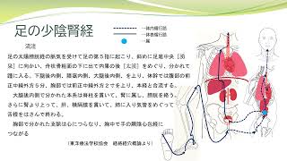 【経絡経穴を覚えよう】足の少陰腎経 流注 暗記用