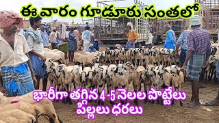 గూడూరు సంతలో ఈ వారం తగ్గిన 4 -5 నెలల పొట్టేలు పిల్లలు ధరలు 11-10-2024#Gudur sheep goats market