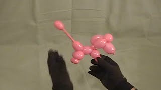 Learn how to make the basic balloon animal poodle dog using balloon twisting