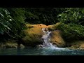 Peaceful Forest River Sounds | Tranquil River Ambiance for Meditation and Sleep