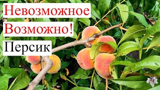 Невозможное ВОЗМОЖНО! Вырастить ПЕРСИК в наших УСЛОВИЯХ – это РЕАЛЬНОСТЬ!