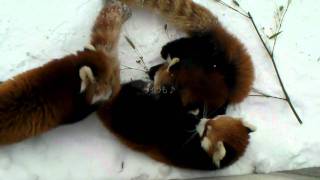 美味しいごはんの後に　レッサーパンダのココとリリィとライラ　Redpanda