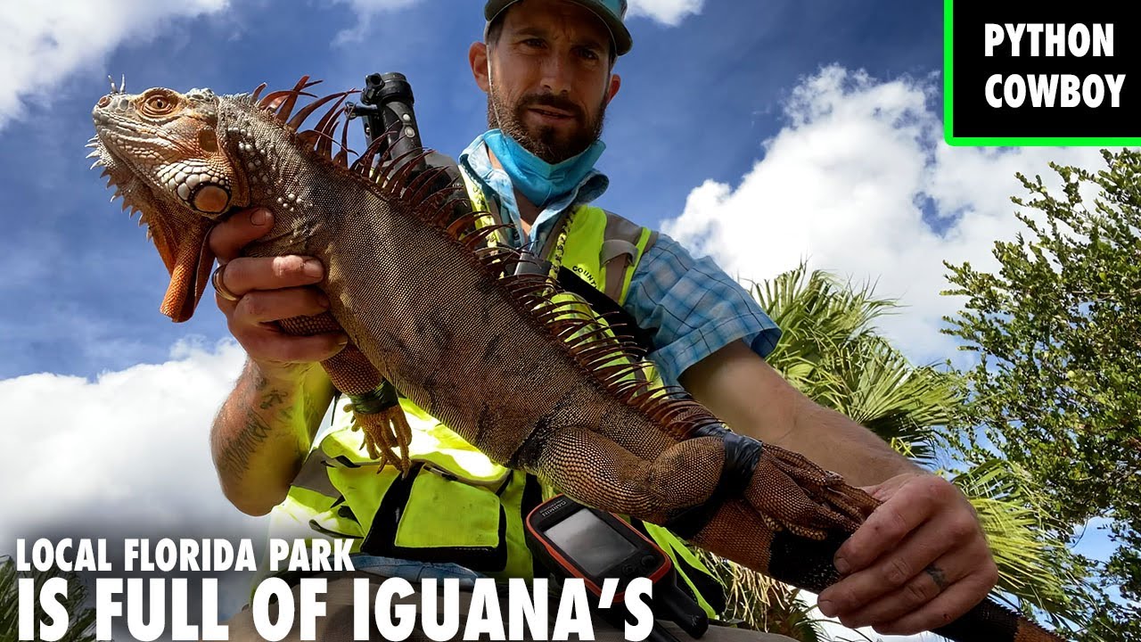 Live Iguana Removal At Florida Park Over Run By Invasive Iguana S Youtube