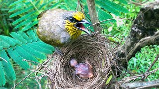 Baby Bird Ignores Dad's Food Offerings (8) – Bulbul Chick Insists on Eating Only From Mother E218