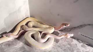 Ivory, pastel ivory, and super pastel Ivory ball python comparison