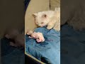 Mother Cat Surprisingly Looking At Her Newborn Kitten